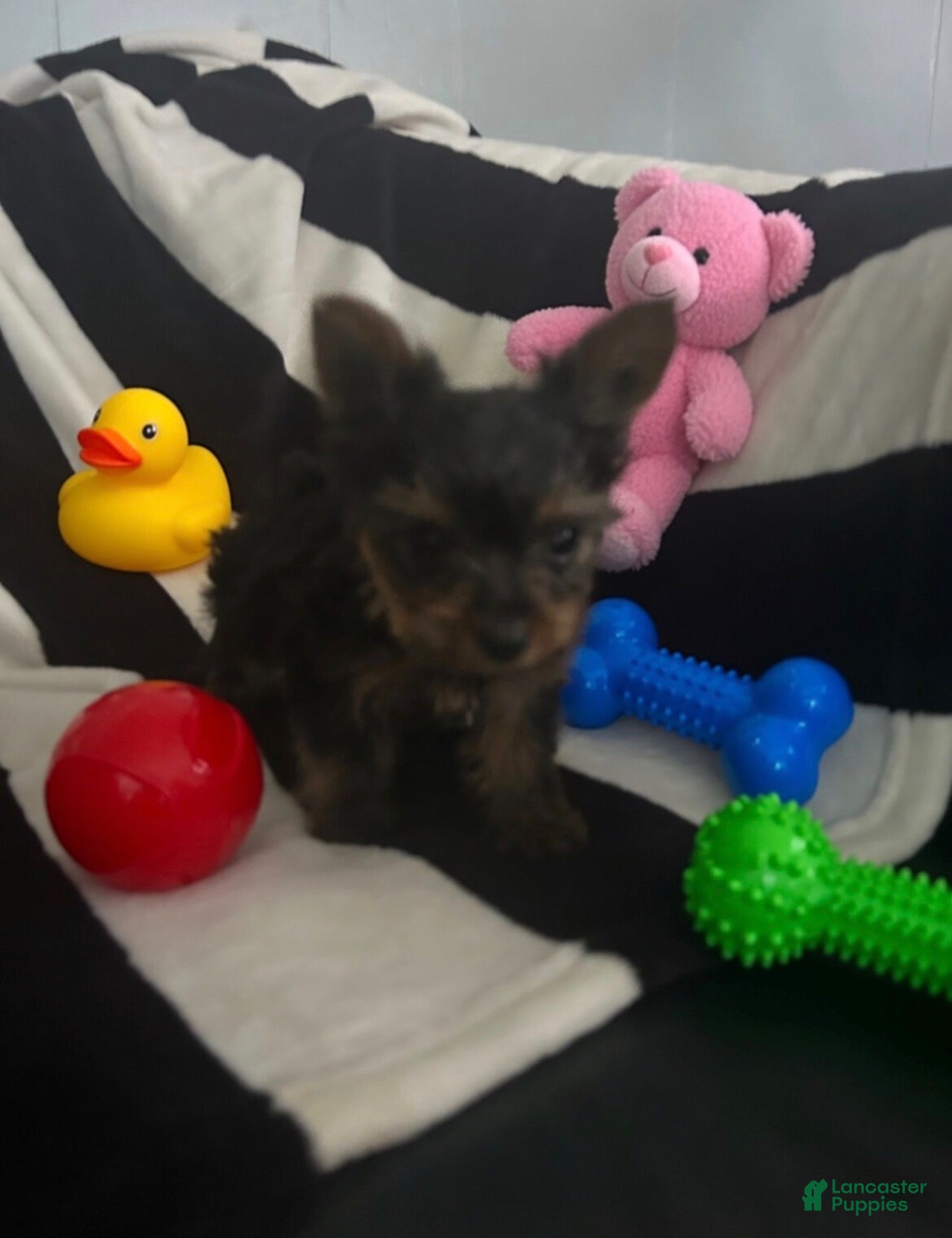 Yorkshire Terrier Puppy 2