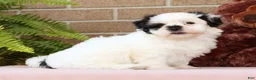 Malshi dogs for sale: Panda - Ad 7