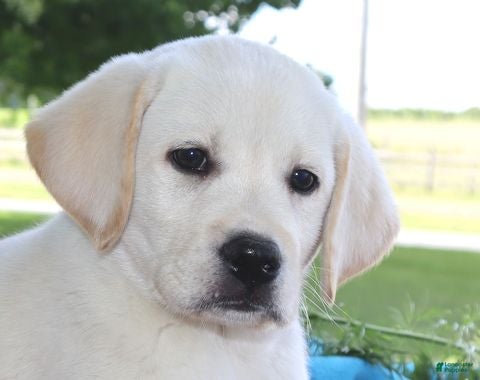 Labrador Retriever dogs Major - English Champ lines - Ad 2