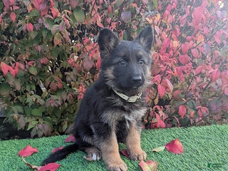German Shepherd dogs Penny - Ad 17