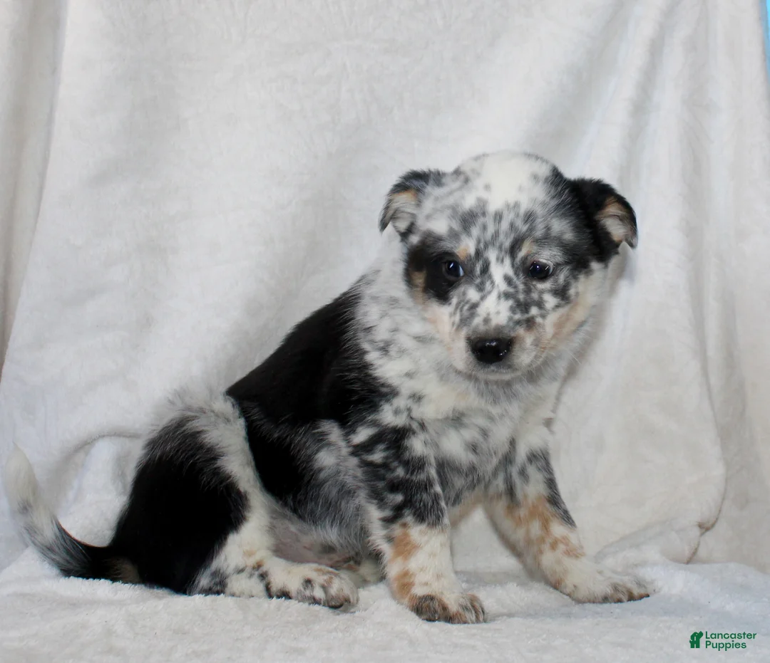Australian Cattle Dog dogs for sale: Luke - Ad 3