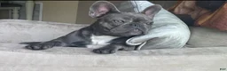 French Bulldog dogs for sale: Turbo - Ad 4