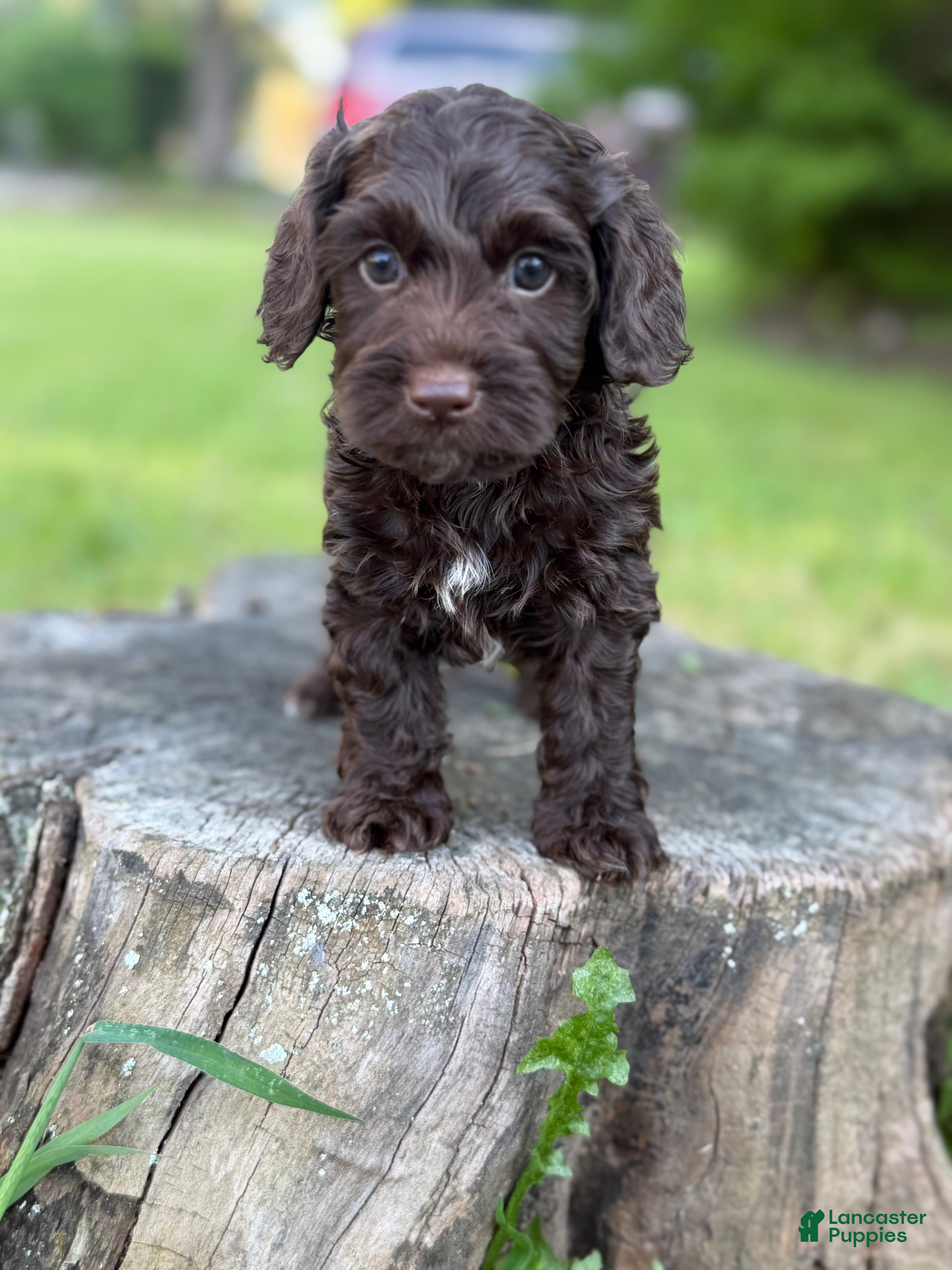 Cockapoo dogs Nox - Ad 2