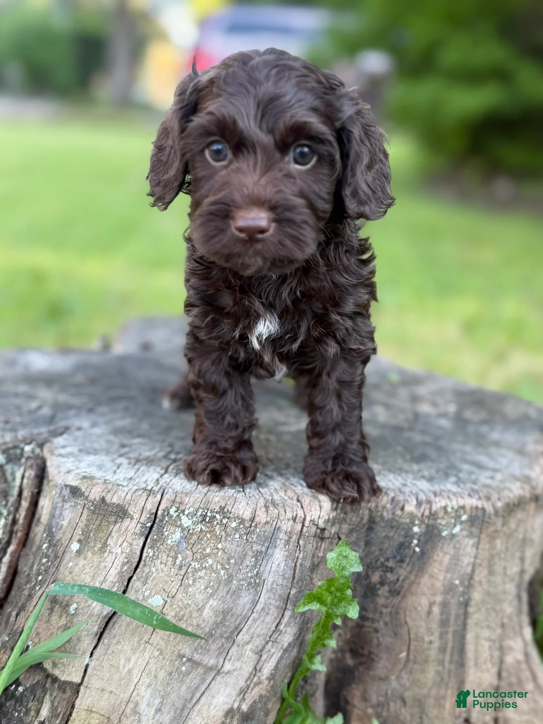 Cockapoo dogs for sale: Nox - Ad 2