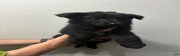 German Shepherd dogs for sale: German Shepherd 2 - Ad 3