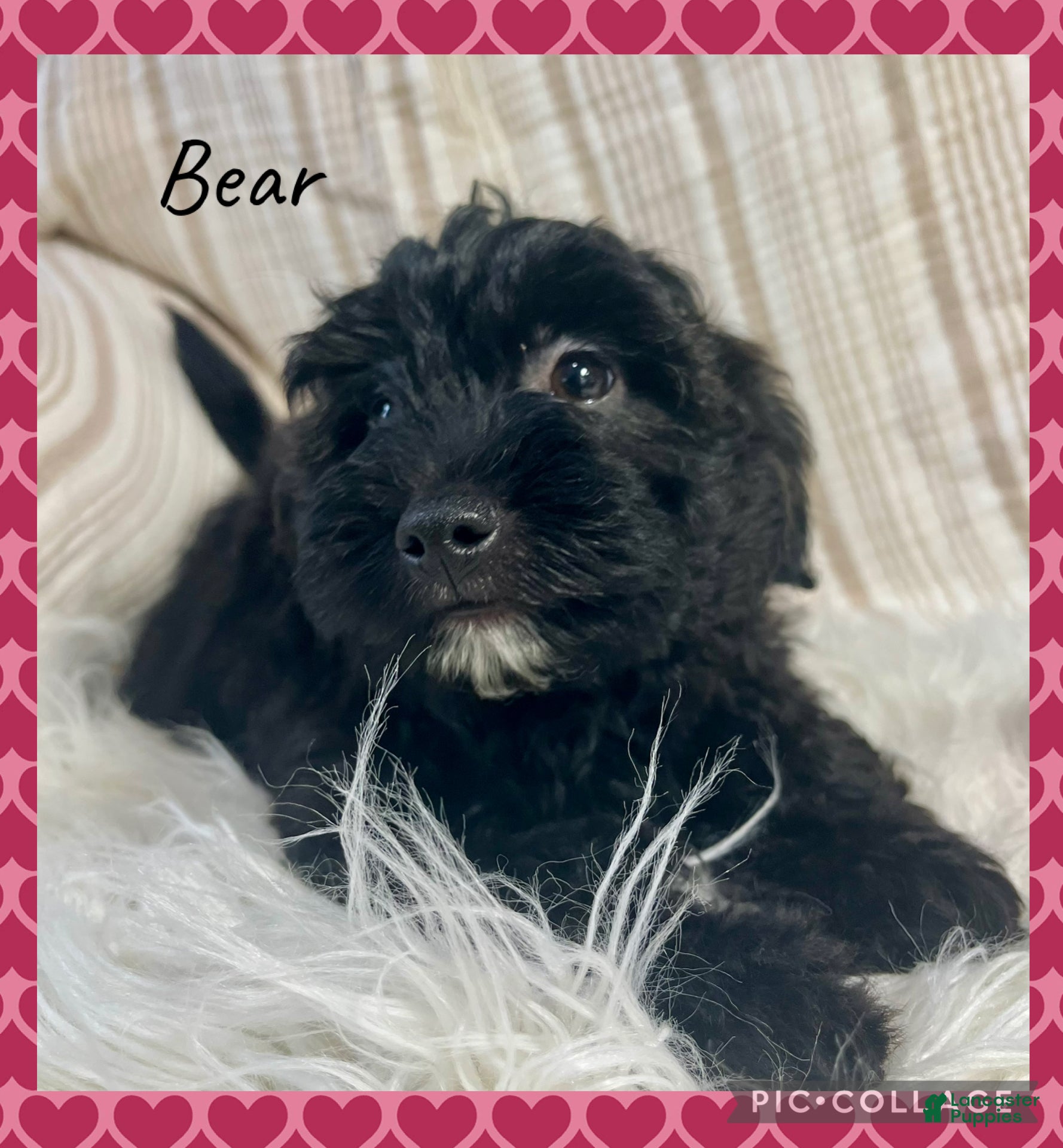 Yorkiepoo dogs Bear - Ad 12