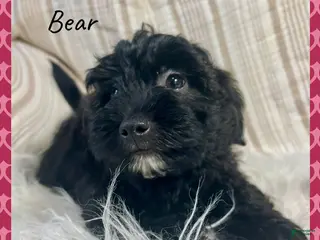 Yorkiepoo dogs Bear - Ad 2
