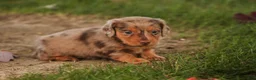 Miniature Dachshund dogs for sale: MacGyver Miniature Dachshund  - Ad 6