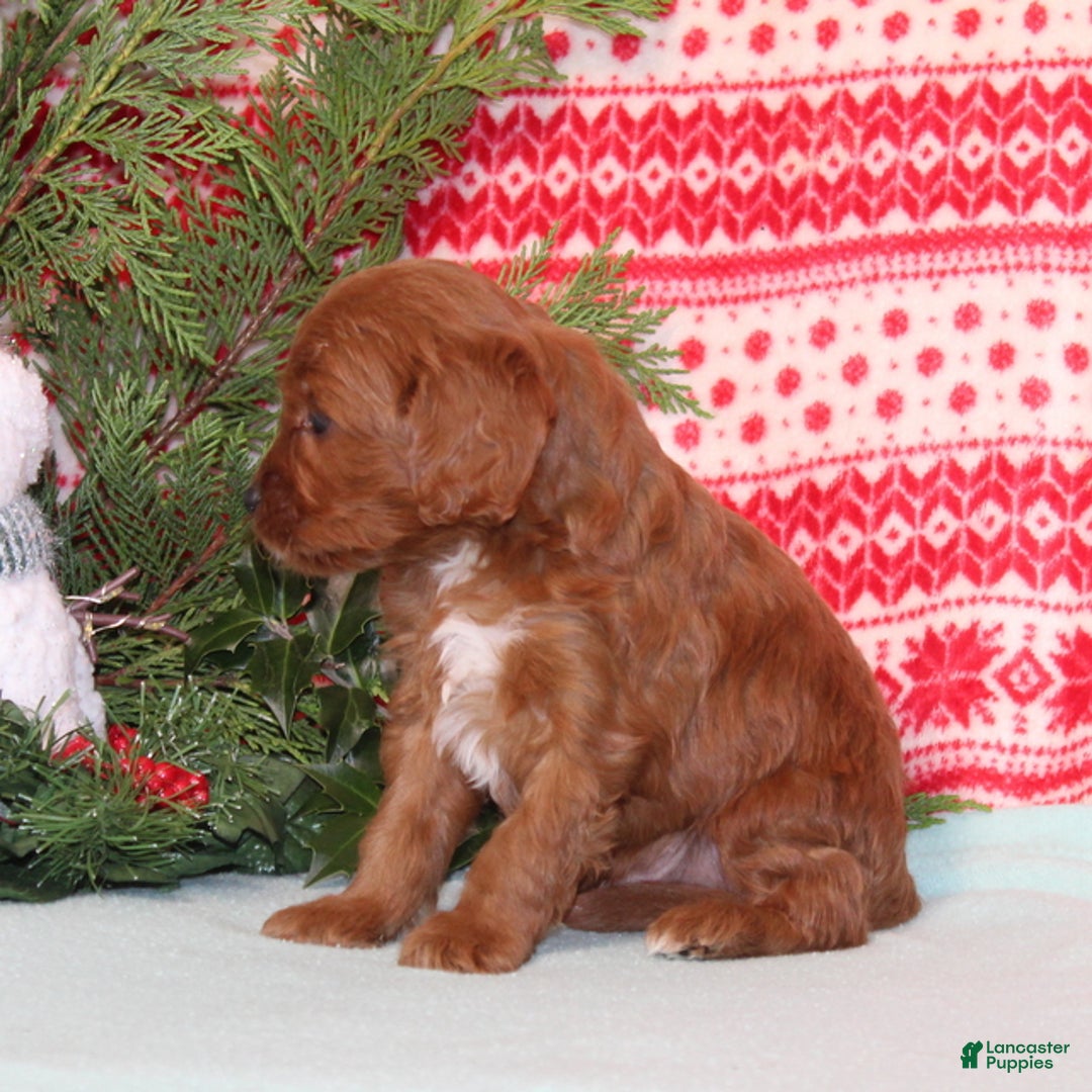 Cavapoo dogs for sale: Vortex - Ad 4