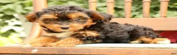 Morkie dogs for sale: Doogie - Ad 3