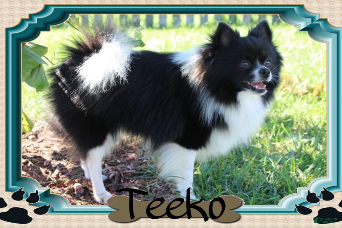 Teeko
