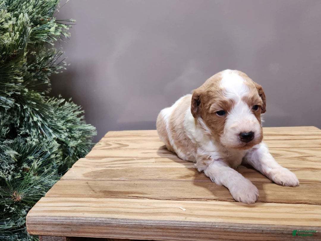 Mini Goldendoodle dogs for sale: Oma - Ad 2