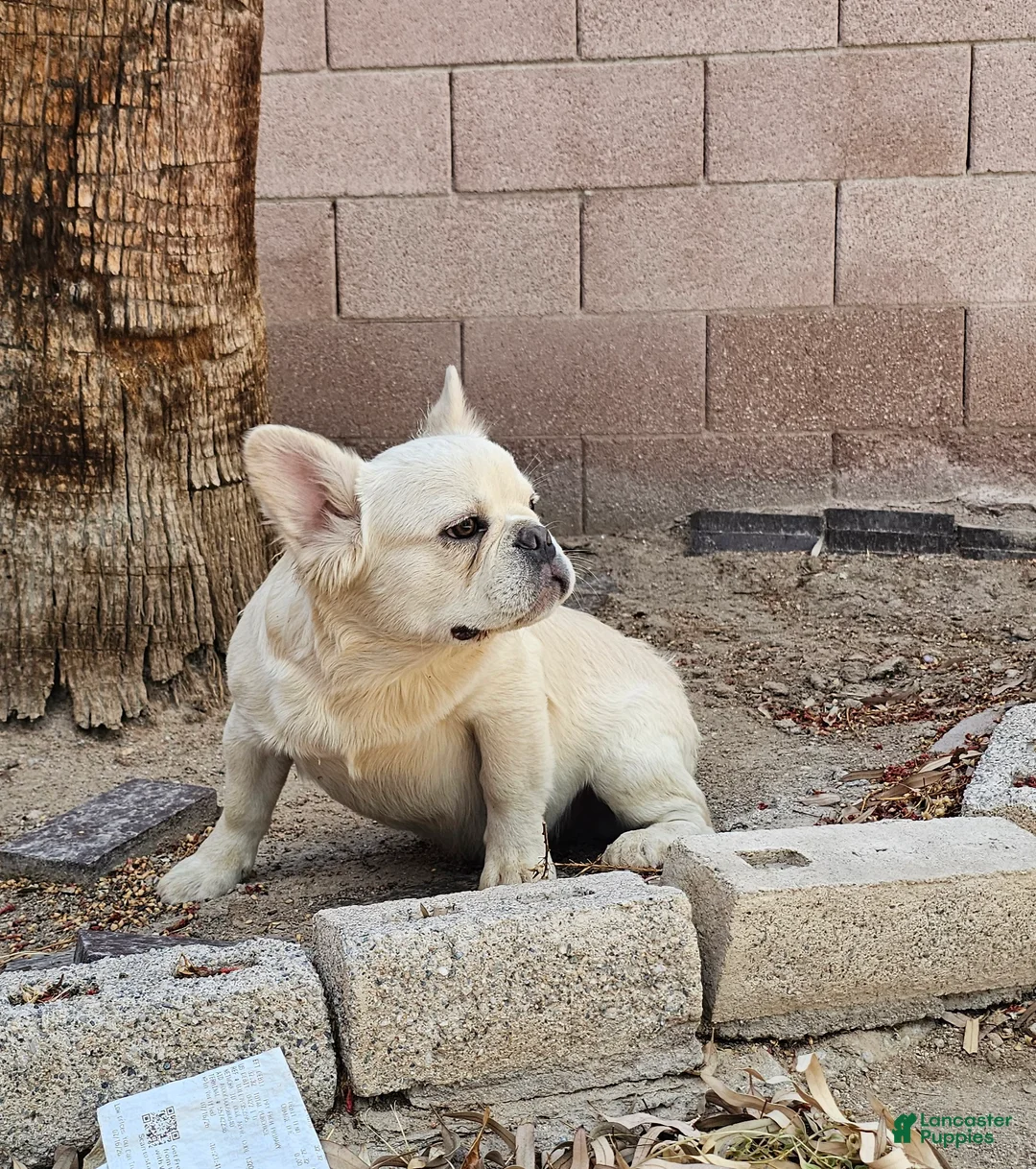 French Bulldog dogs for sale: French Bulldog Puppy 1 - Ad 2