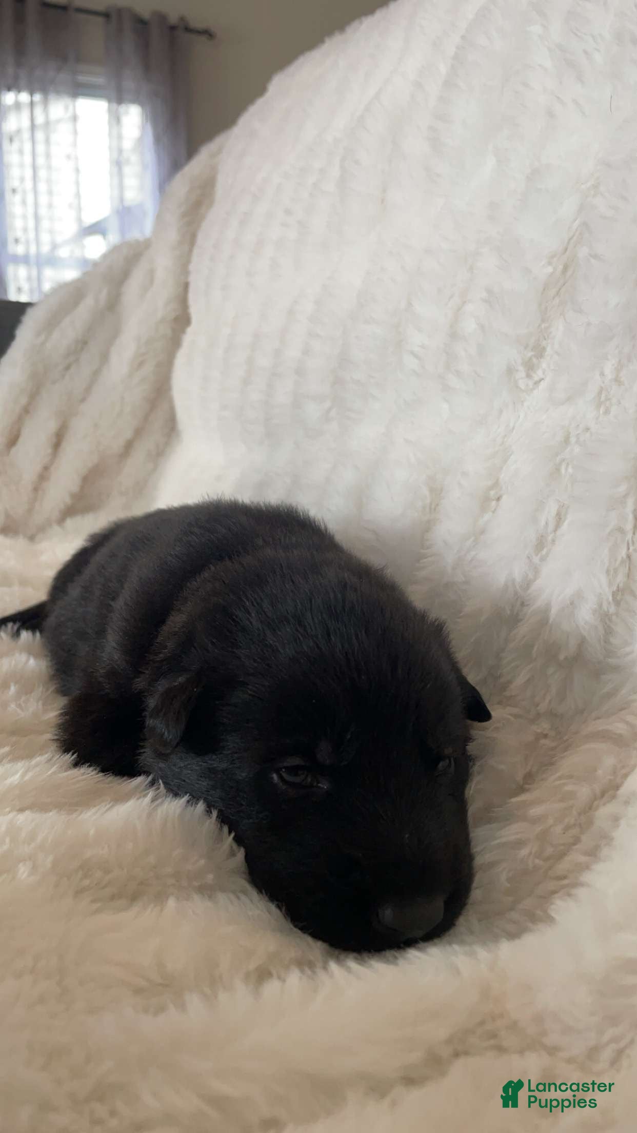 German Shepherd dogs German Shepherd Pink Collar Female - Ad 13