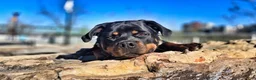 Rottweiler dogs for sale: Rottweiler 1 - Ad 3