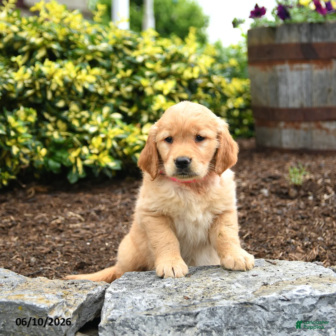 Golden Retriever dogs for sale: Jemma - Ad 3