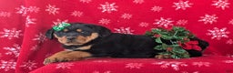 Rottweiler dogs for sale: Brandy - Ad 4