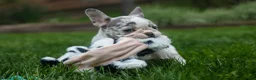 French Bulldog dogs for sale: Amelia (Merle & White) 💙🤍 - Ad 18