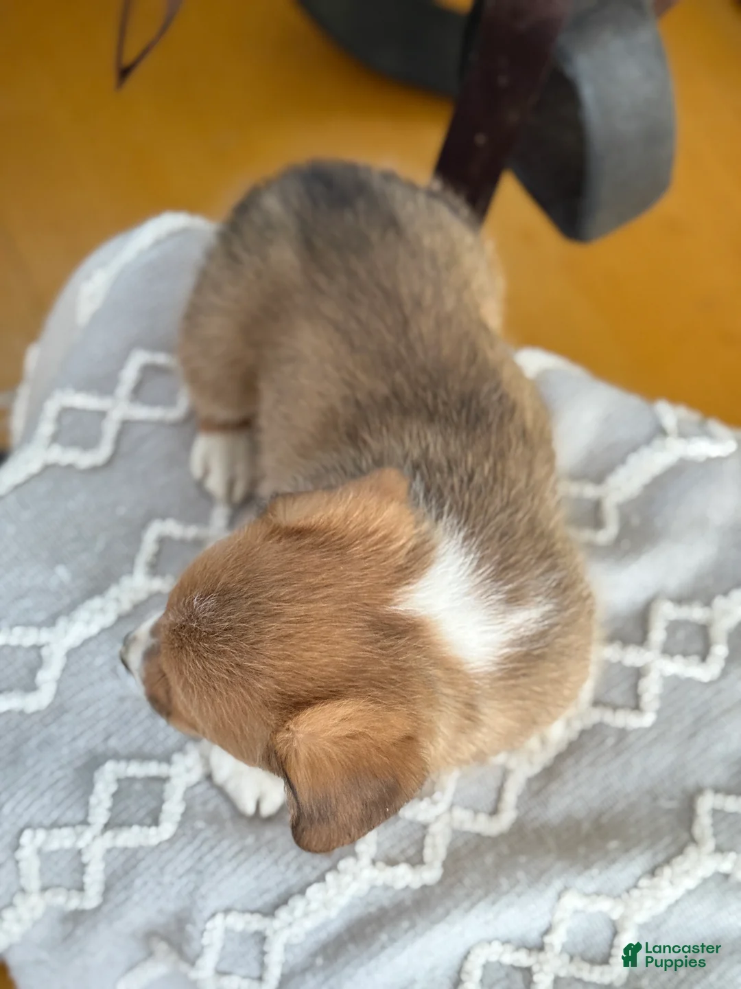 Welsh Corgi Pembroke dogs for sale: Frankie - Ad 7