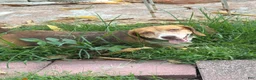 Beagle dogs for sale: Beagle 6 - Ad 2