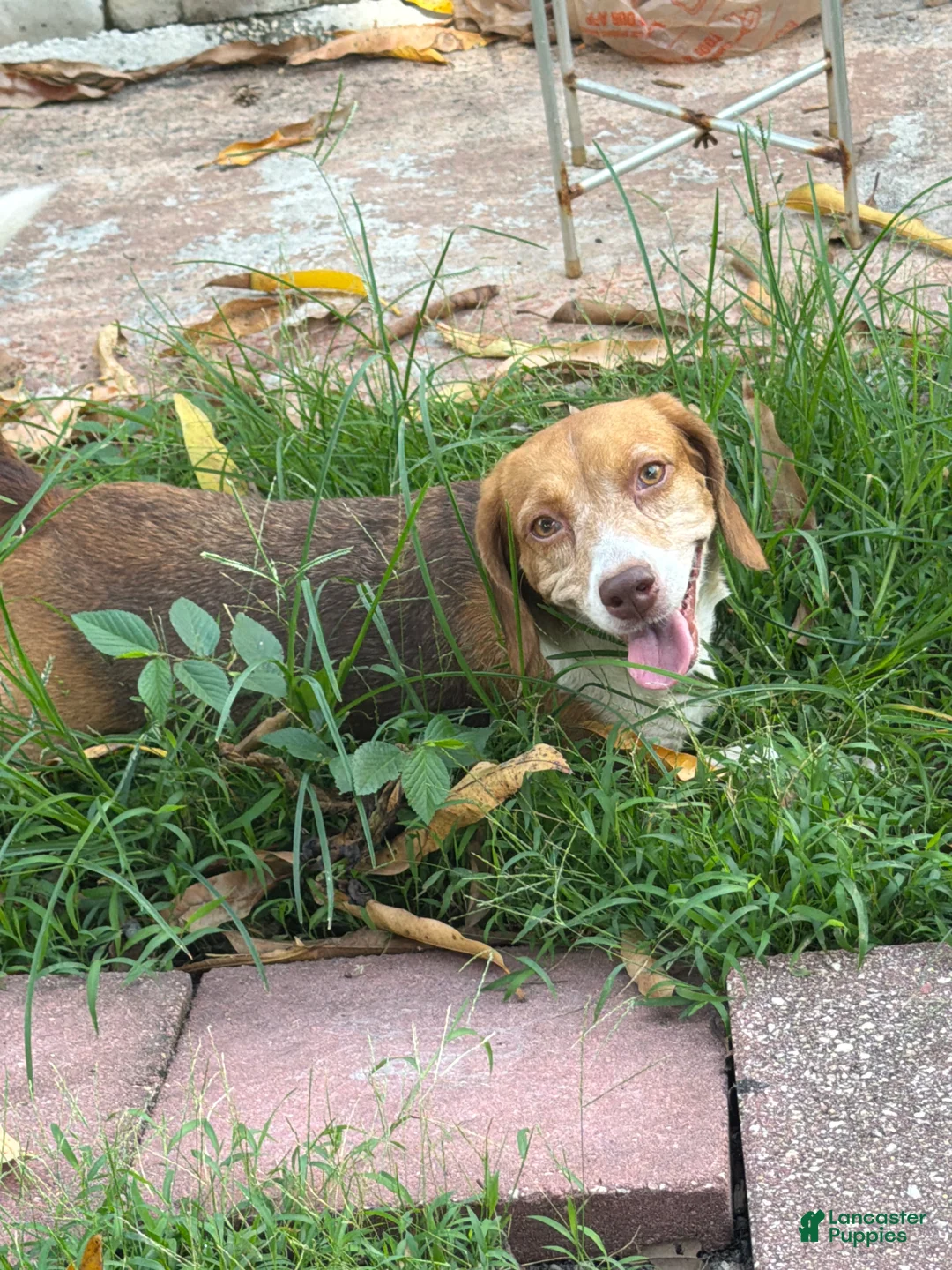 Beagle dogs for sale: Beagle 6 - Ad 2