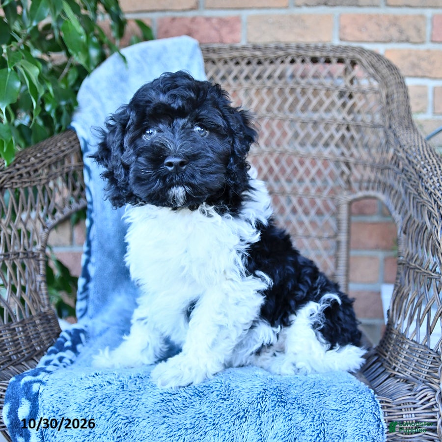 Cockapoo dogs for sale: Rover - Ad 2