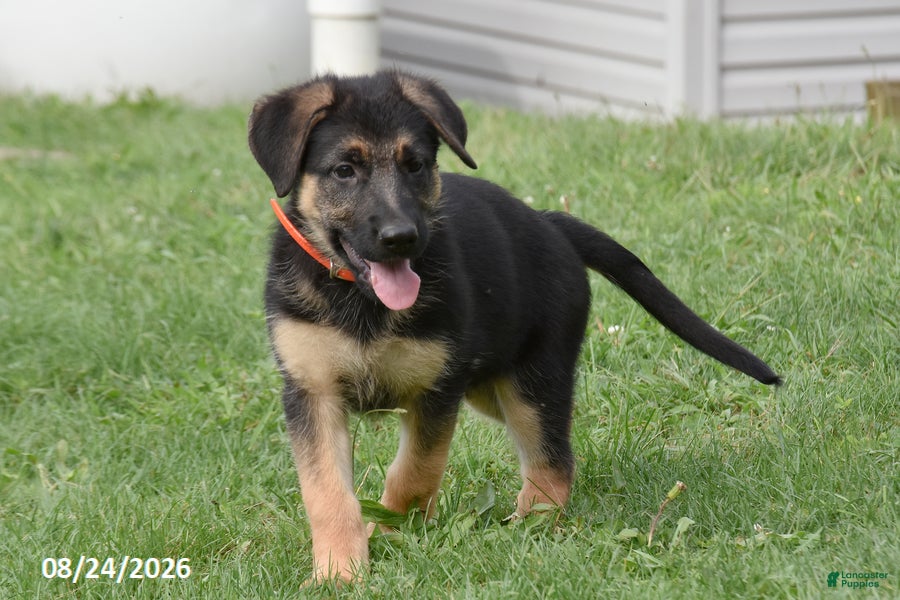 German Shepherd dogs Barb - Ad 2
