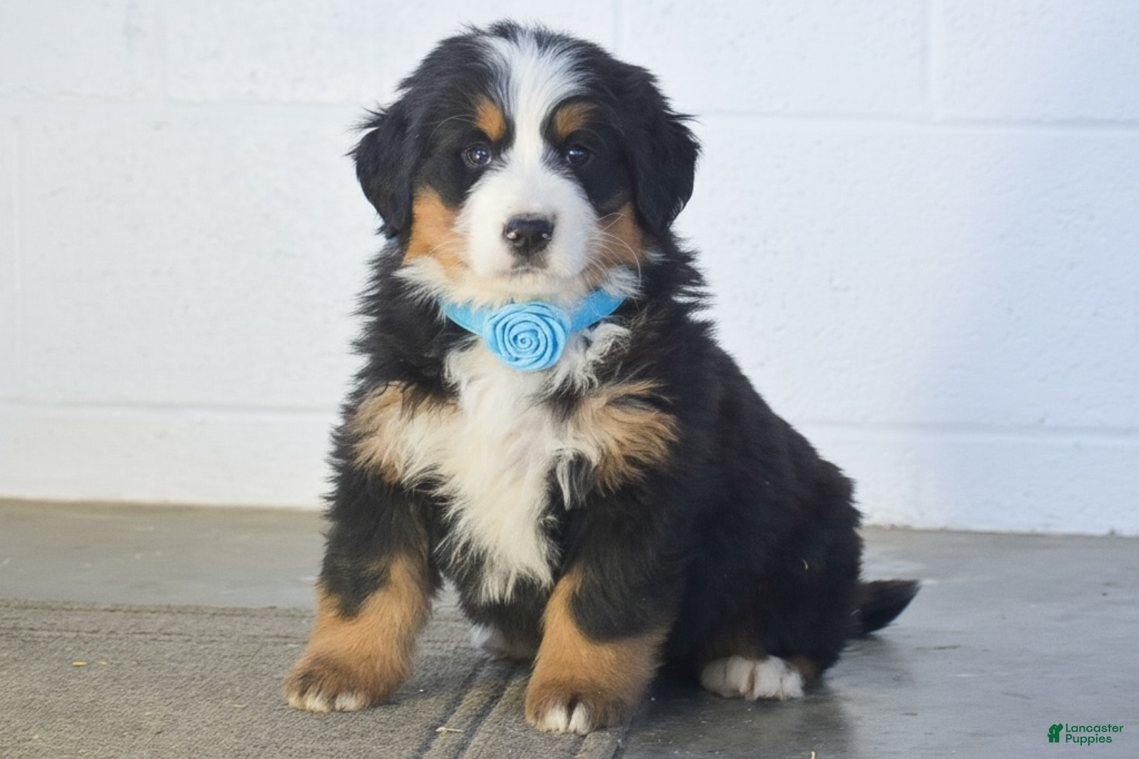 Bernese Mountain Dog dogs Gunner - Ad 2
