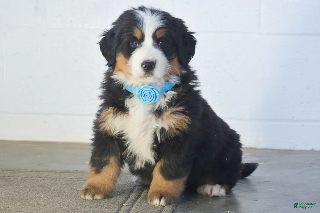 Bernese Mountain Dog dogs for sale: Gunner - Ad 1