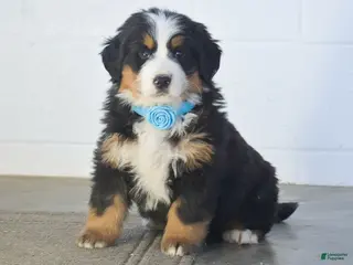 Bernese Mountain Dog dogs Gunner - Ad 2