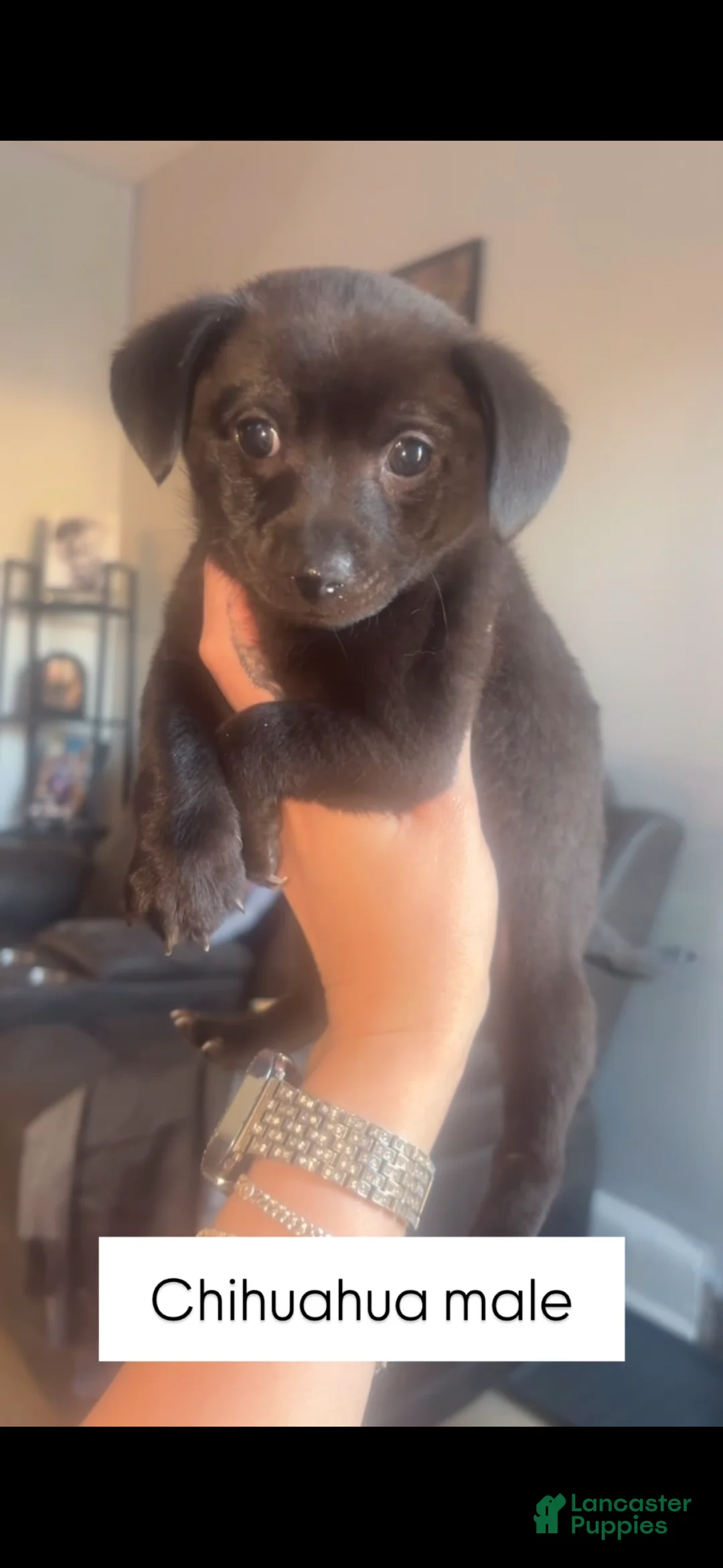 Chihuahua dogs for sale: Chihuahua Puppy 3 - Ad 1