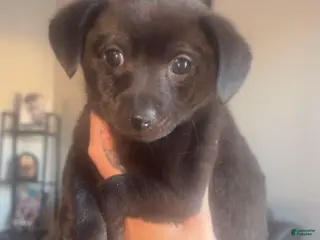 Chihuahua dogs Chihuahua Puppy 3 - Ad 23