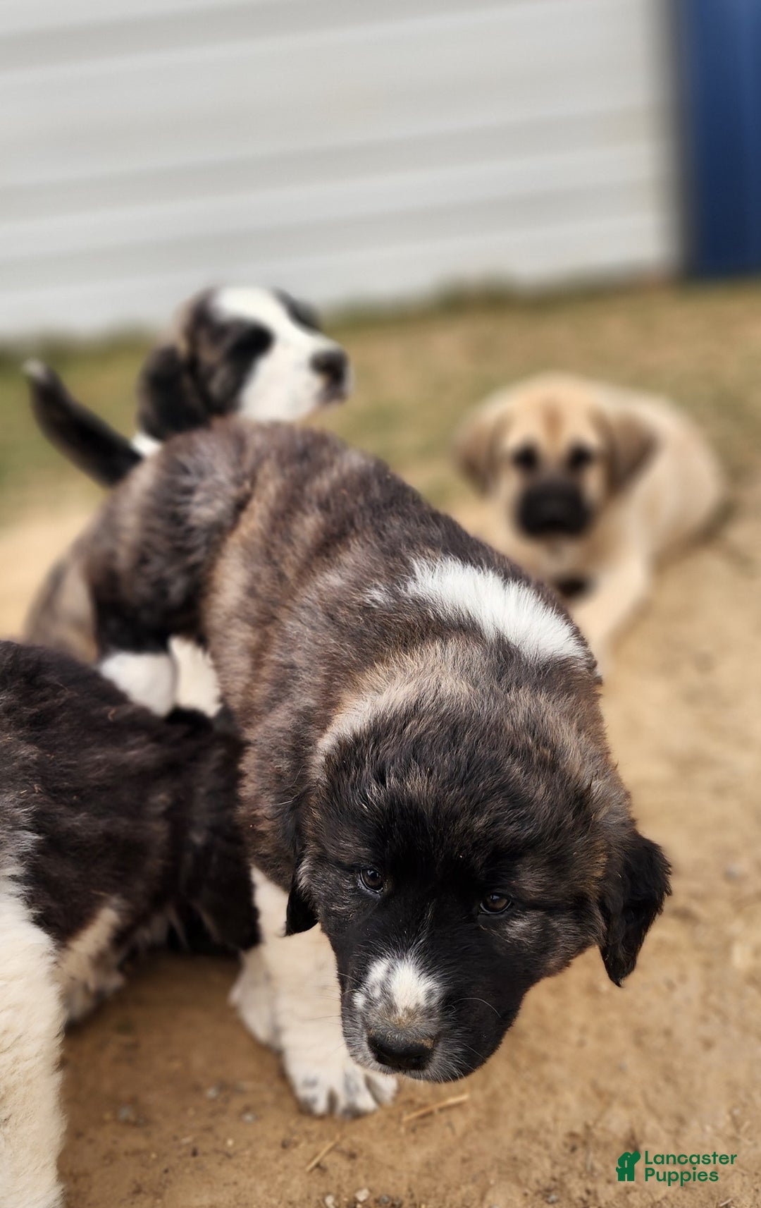 Anatolian Shepherd dogs for sale: Zena 2025 F1 ASD puppy - Ad 21