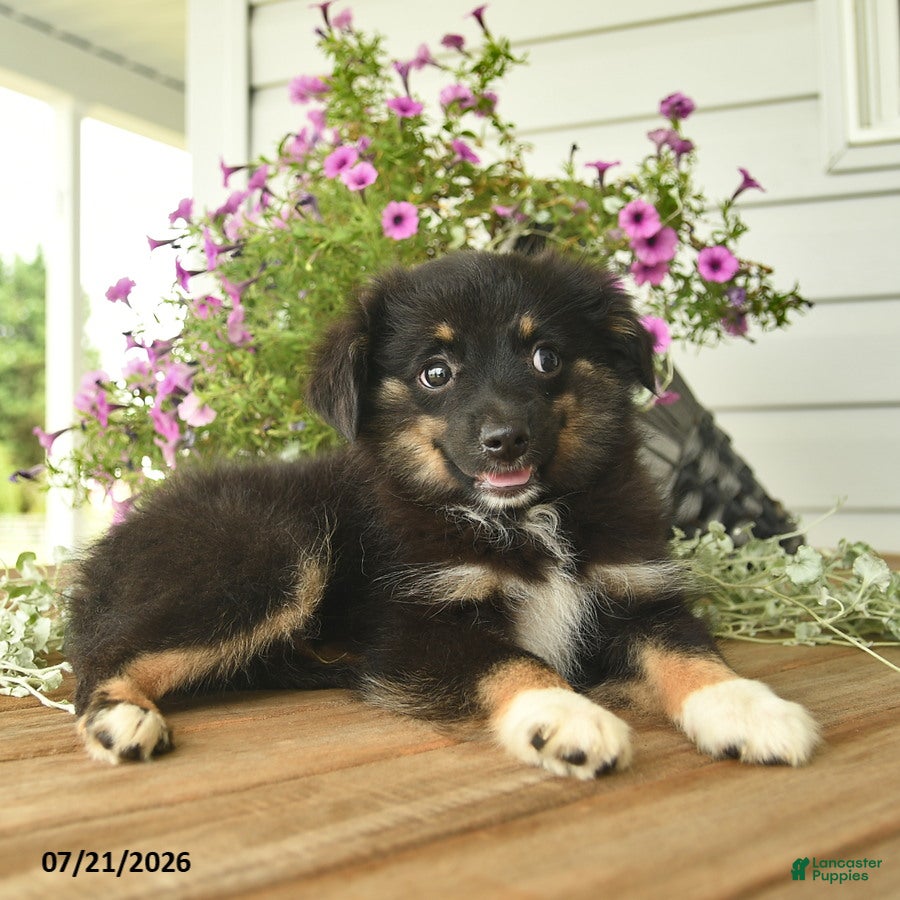 Toy Australian Shepherd dogs Anthony - Ad 2