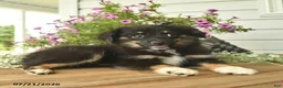 Toy Australian Shepherd dogs for sale: Anthony - Ad 2