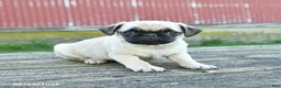 Pug dogs for sale: Luke - Ad 5