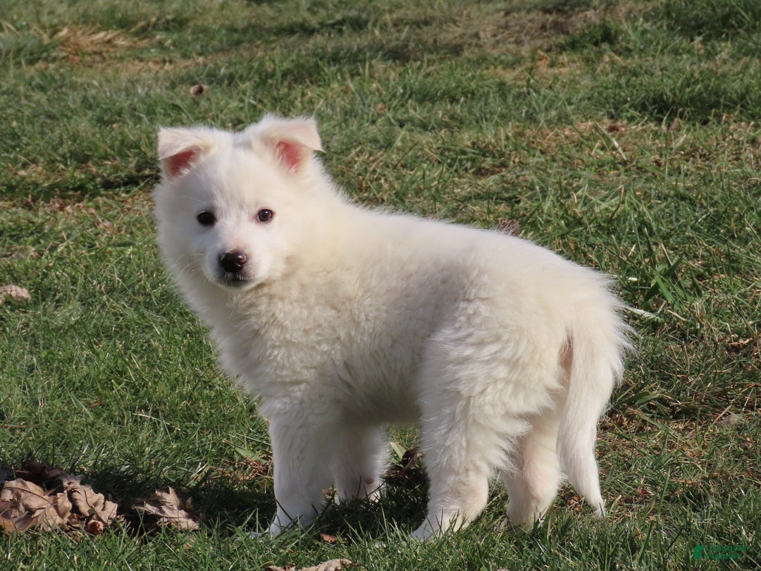 American Eskimo dogs for sale: Jasper  - Ad 2