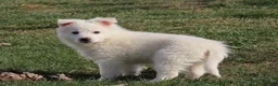 American Eskimo dogs for sale: Jasper  - Ad 2