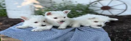 West Highland Terrier dogs for sale: Bentley - Ad 18