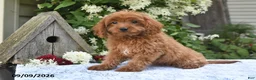 Cavapoo dogs for sale: Alex - Ad 4