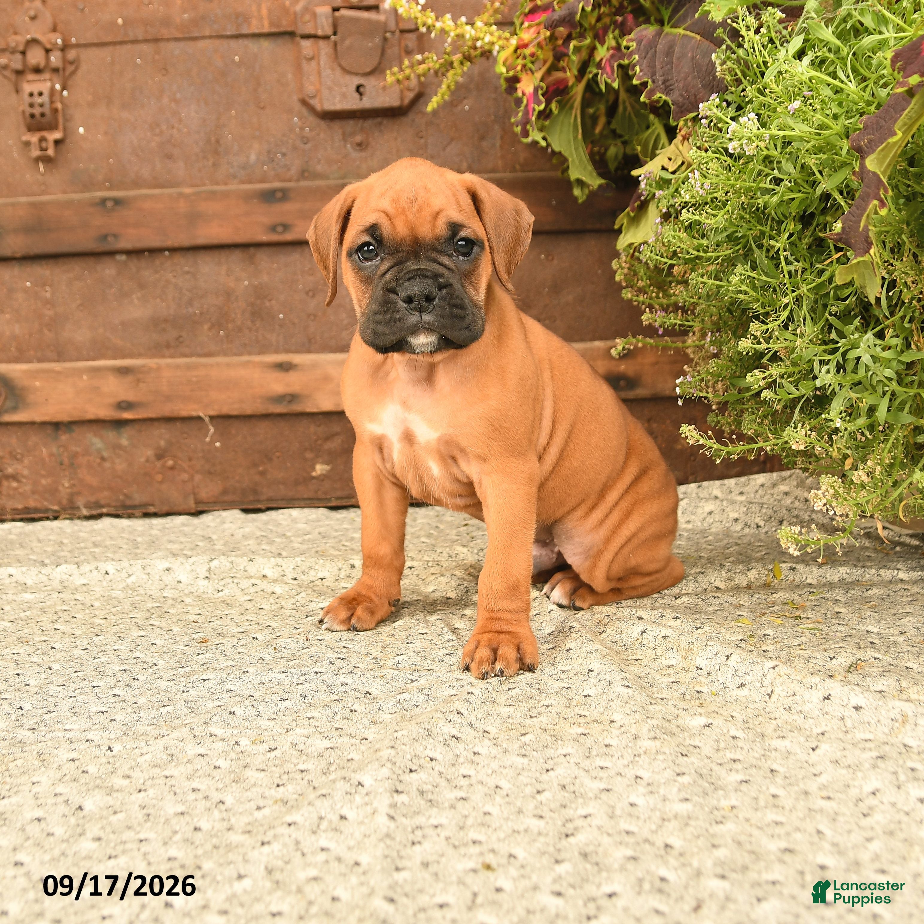 Boxer dogs Booker - Ad 1