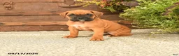 Boxer dogs for sale: Booker - Ad 1