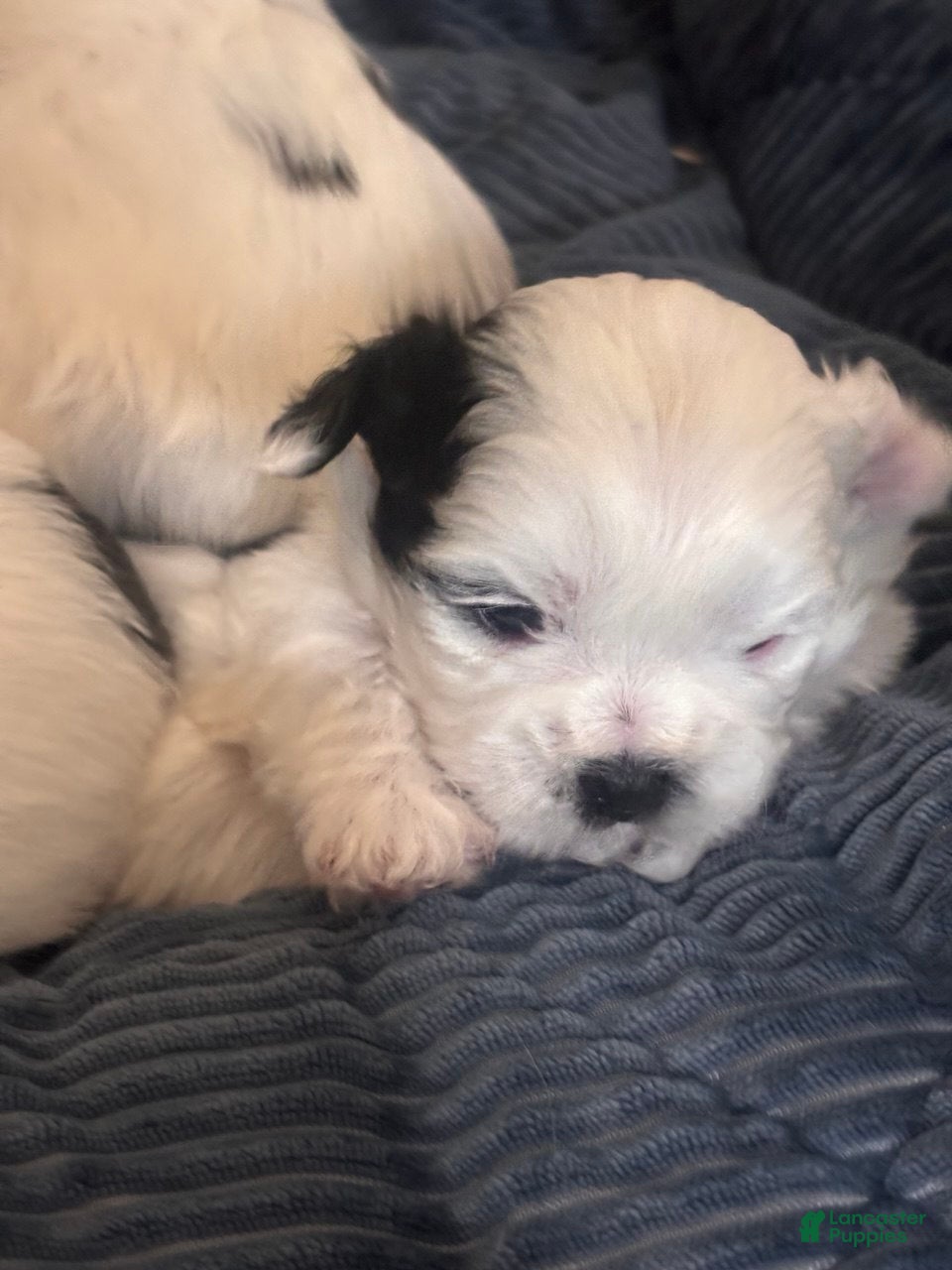 Shih Tzu dogs Shih Tzu 3 - Ad 10