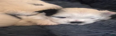 Shih Tzu 3
