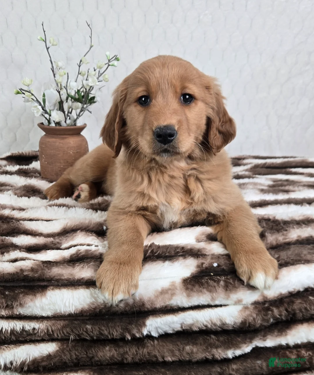 Golden Retriever dogs for sale: Goldie  - Ad 3