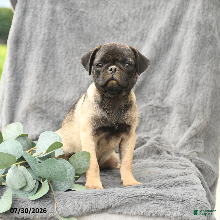 Pug dogs Hazel - Ad 2