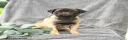 Pug dogs for sale: Hazel - Ad 2