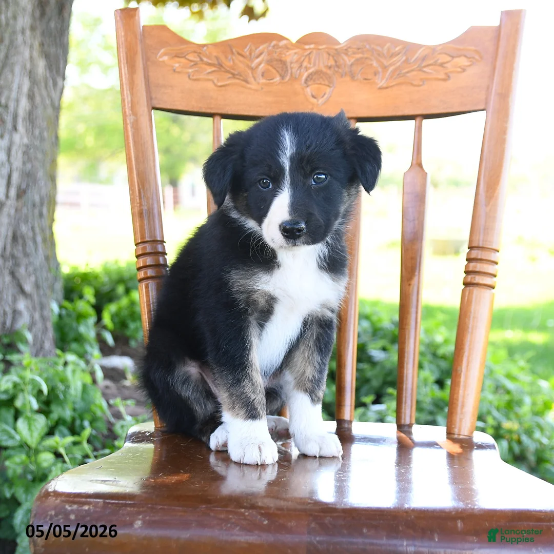 Border Collie dogs for sale: Lilah - Ad 5