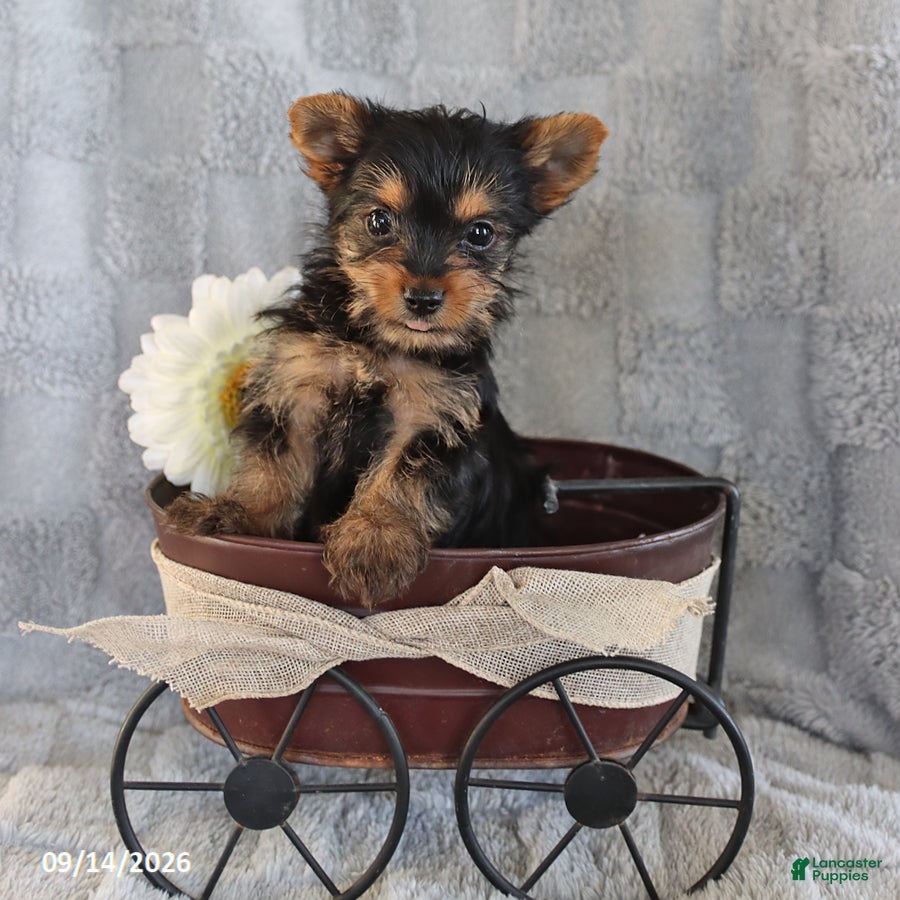 Yorkshire Terrier dogs Cookie Teacup - Ad 1
