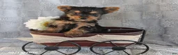 Yorkshire Terrier dogs for sale: Cookie Teacup - Ad 4